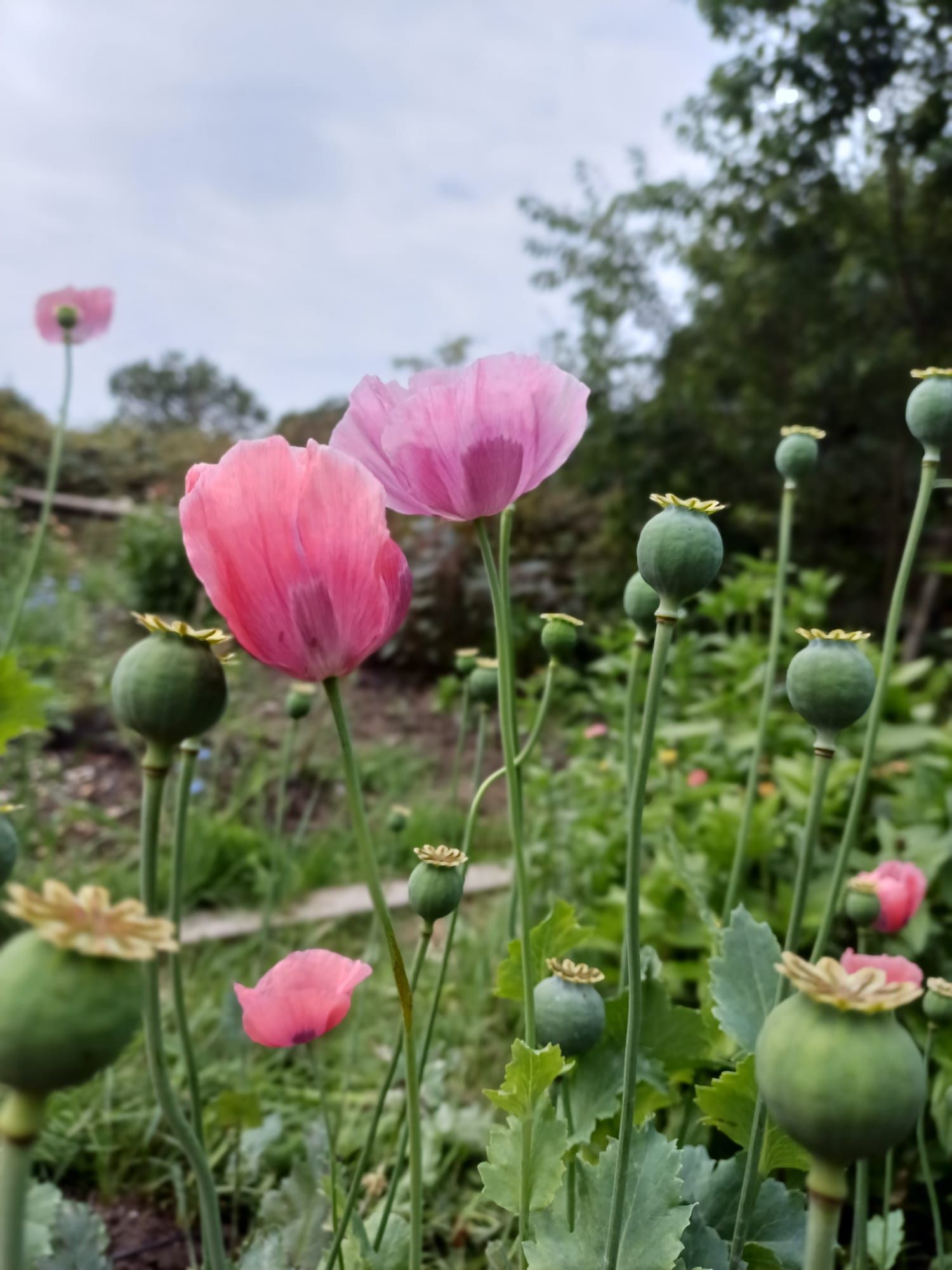 plukpracht_bloemenveld_Amersfoort_home